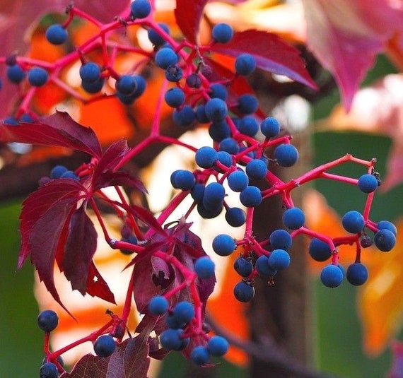 Parthenocissus quinquefolia