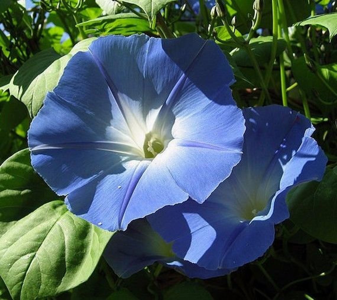 HEAVENLY BLUE Morning Glory Ipomoea Climbing Vine 20 Seeds Etsy