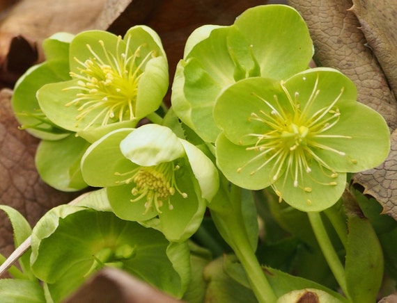 LIME HELLEBORUS Corsicus Perennial Christmas Rose Heleborus