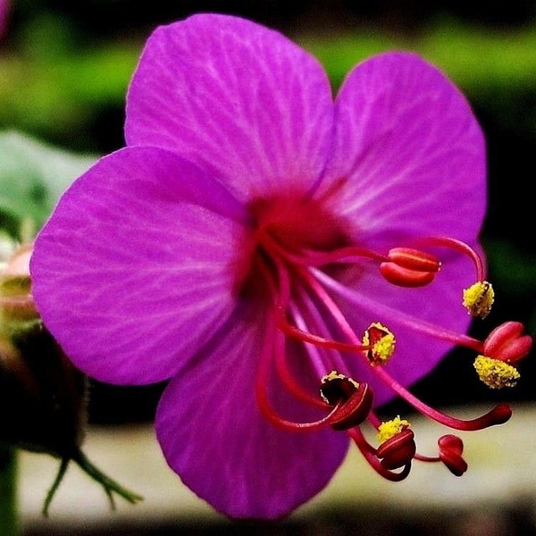 Red HARDY PERENNIAL GERANIUM Macrorrhizum Red Pink Flowers, 10 Seeds