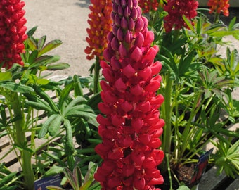 CARMINE LUPIN RED Lupinus Large, 5 Seeds