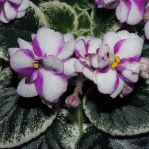 MINIATURE VARIEGATED African Violet Saintpaulia Popular House Plant Easy 10 Rare Seeds image 7