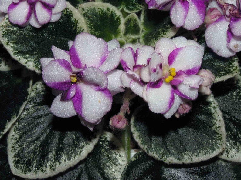 MINIATURE VARIEGATED African Violet Saintpaulia Popular House Plant Easy 10 Rare Seeds image 7