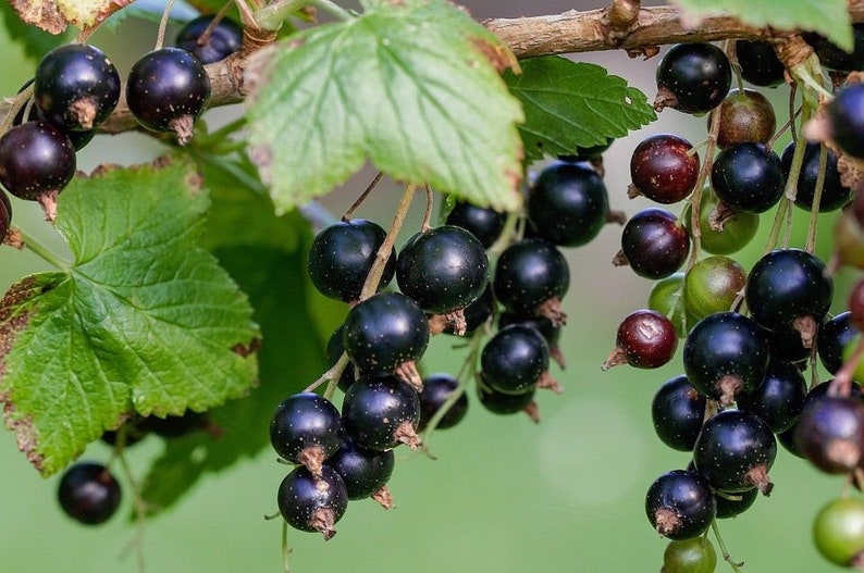 BLACK CURRANT Ribes Nigrum Antioxidant Berry 10 Seeds - Etsy