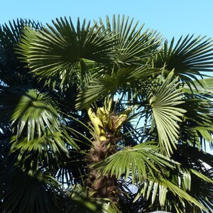 WINDMILL PALM Hardy Trachycarpus Wagnerianus Zone 6 5 Rare Seeds image 5