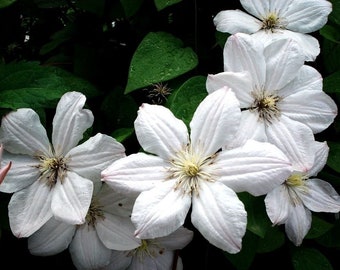 Large Flowered WHITE CLEMATIS Potaninii Hardy Perennial, 10 Seeds