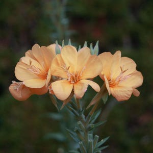 ONATHE 'Apricot Delight' Oenothera odorata, 20 graines