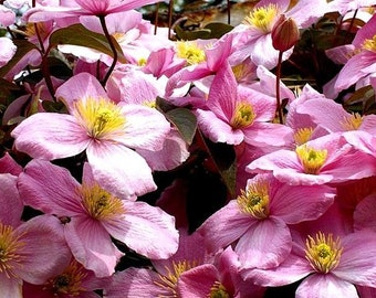 FRAGRANT PINK CLEMATIS Scented Montana Perennial Vine Climbing 5 Seeds