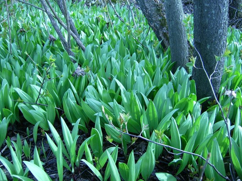 WILD LEEK Allium Tricoccum Hardy Perennial Woodland Native Etsy