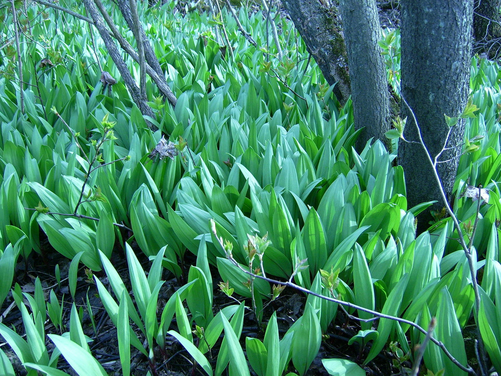 WILD LEEK Allium Tricoccum Hardy Perennial Woodland Native Etsy Canada