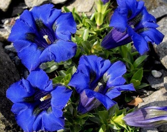 STEMLESS GENTIAN Augustifolia Acaulis Gentiana Perennial Deep Blue Groundcover, 10 Seeds