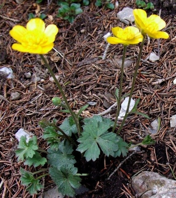 RENONCULE JAUNE Ranunculus Hispidus Vivace Indigène Hérissé - Etsy Canada