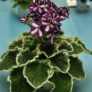 MINIATURE VARIEGATED African Violet Saintpaulia Popular House Plant Easy 10 Rare Seeds image 9