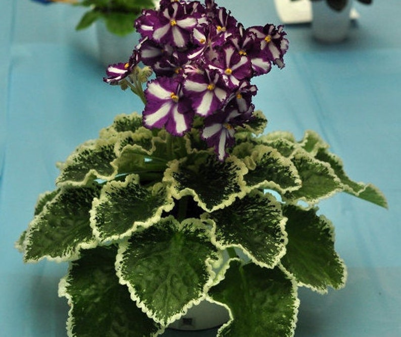 MINIATURE VARIEGATED African Violet Saintpaulia Popular House Plant Easy 10 Rare Seeds image 9