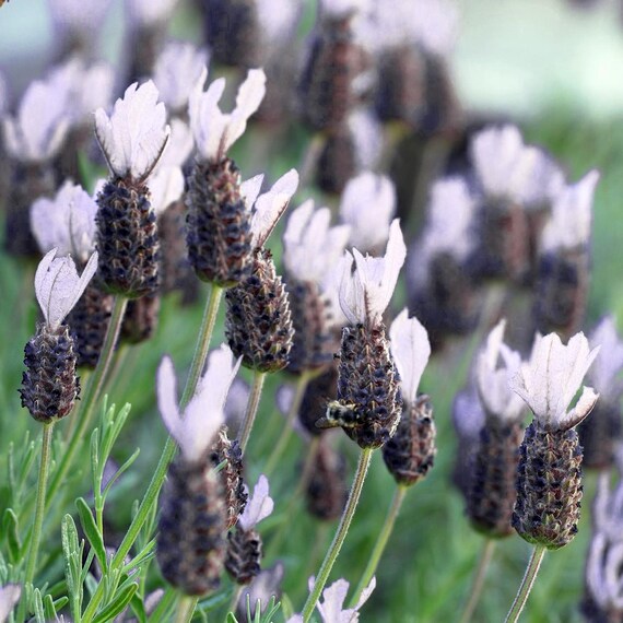 organic flower seeds Organic Jewels of Opar