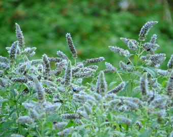 HORSEMINT Mentha longifolia Perennial 100 Seeds
