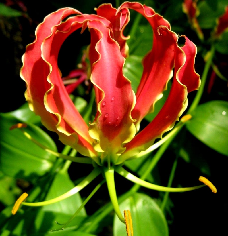Hardy RED GLORY LILY Gloriosa Rothschildiana Climbing Vine Etsy
