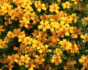 MARIGOLD LULU YELLOW Tagetes patula Gold Tiny Small Spreading Merigold, 20 Seeds