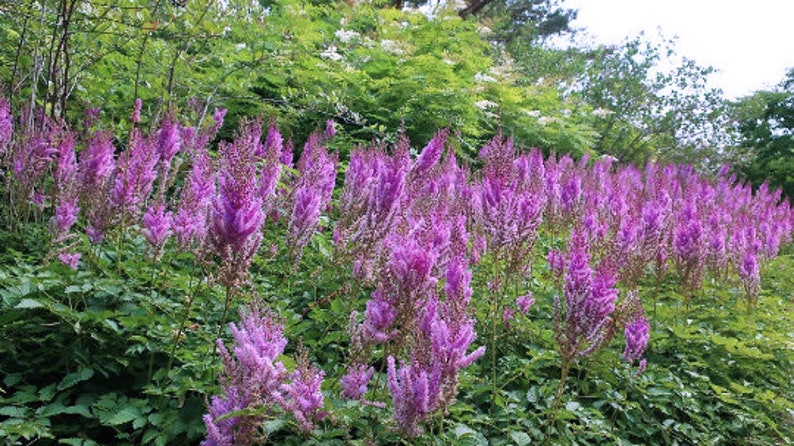 TALL PURPLE ASTILBE Taquetii Superba Shade Perennial Hardy 5 Seeds image 1