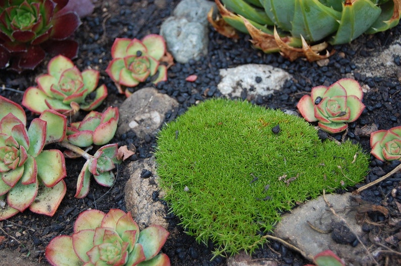 NEW ZEALAND MOSS Two Flowered Knawel Scleranthus Biflorus Groundcover Gnarled Cushion Mat 5 Seeds image 2