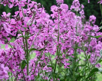 SWEET DAME'S ROCKET Hesperis Matronalis Perennial, 20 Seeds