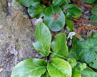 ELEPHANTS EARS Bergenia emeiensis perennial 50 Seeds
