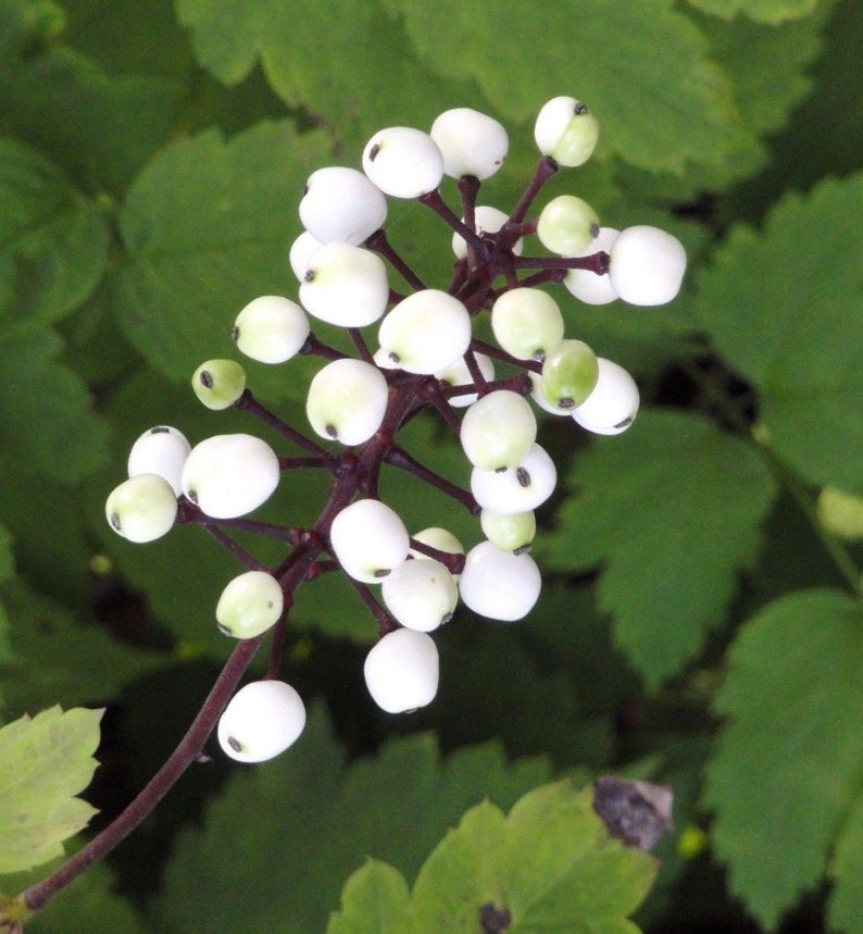 DOLL'S EYES Actaea Pachypoda Native Hardy Perennial Etsy