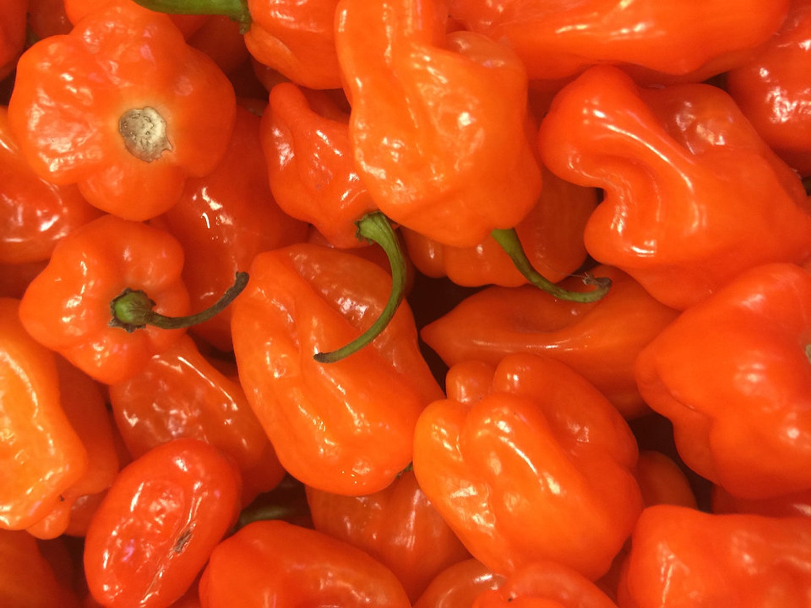 HABANERO PEPPER Orange Hot Spicy Chili Vegetable Chilli 20 Etsy