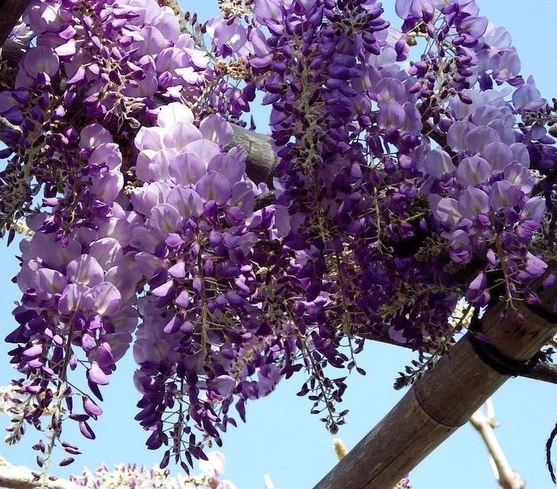 Blue WISTERIA SINENSIS Climbing Vine Flowering Hardy Large Etsy Canada
