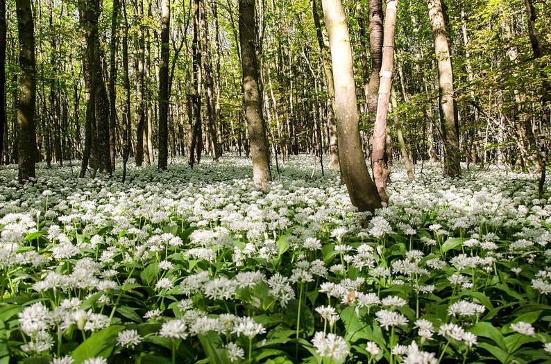 RAMSONS WILD GARLIC Allium Ursinum Hardy Perennial Woodland Native 10 Seeds image 3