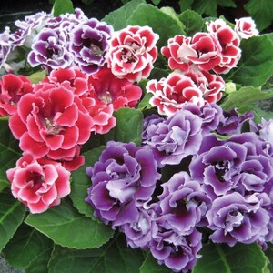 GLOXINIA EMPRESS MIX Houseplant Easy Houseplant Sinningia Speciosa, 10 Seeds image 3