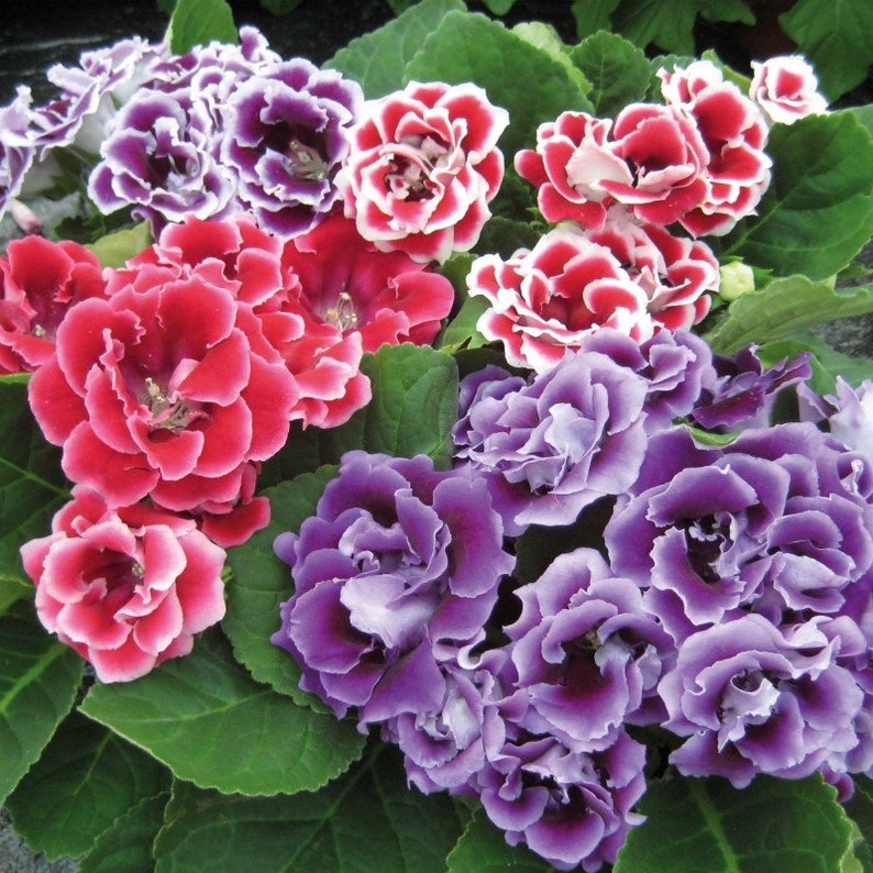 GLOXINIA EMPRESS MIX Houseplant Easy Houseplant Sinningia Speciosa, 10 Seeds image 3