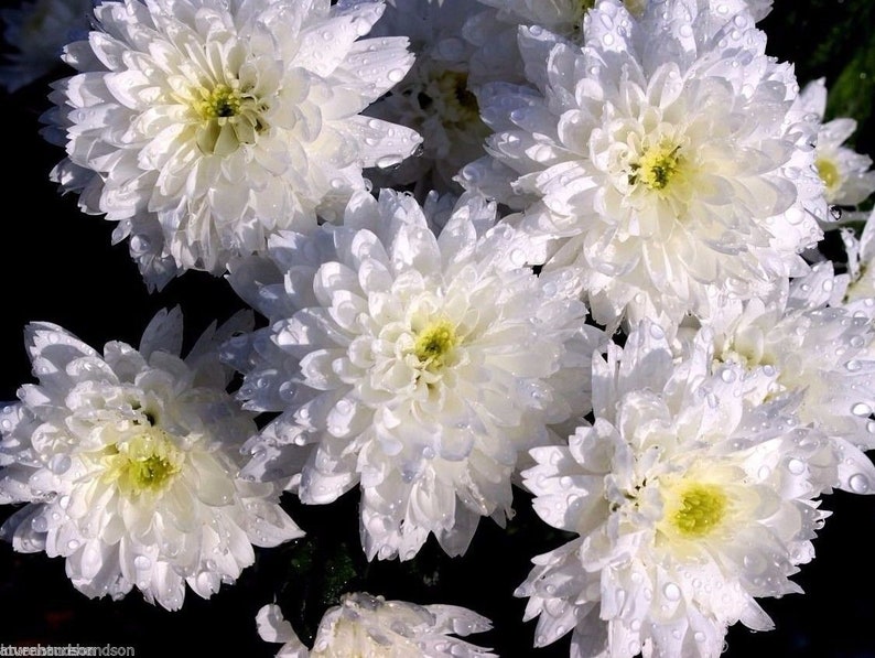 DOUBLE SHASTA DAISY Seeds Chrysanthemum Leucanthemum Superbum Etsy