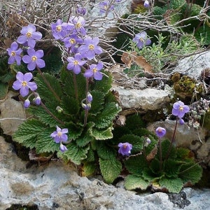 HARDY AFRICAN VIOLET Ramonda Perennial Myconi Pyrenean Rosette Mullein 10 Seeds image 4