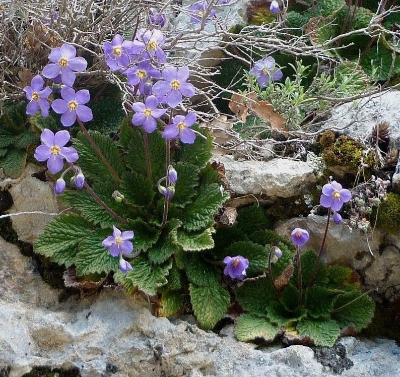 HARDY AFRICAN VIOLET Ramonda Perennial Myconi Pyrenean Rosette Mullein 10 Seeds image 4