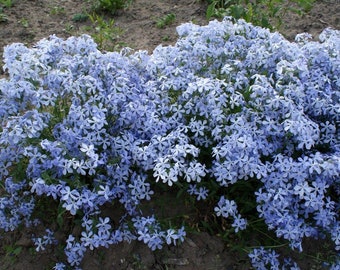 Rare WILD BLUE PHLOX Divaricata Shade Perennial Wildflower Butterflies, 10 Seeds