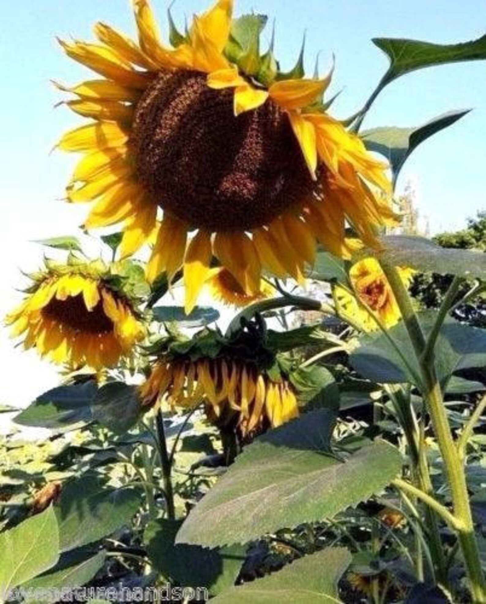 MAMMOTH SUNFLOWER KONG Seeds Russian 16 Feet Tall Etsy