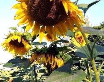 SUNFLOWER AMERICAN GIANT Largest Available! Helianthus Giant Huge 16' tall, 10 Seeds