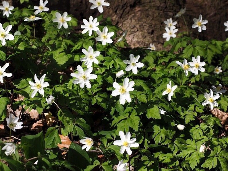 WOOD ANEMONE CANADA Canadensis Canadian Wildflower Wild Etsy