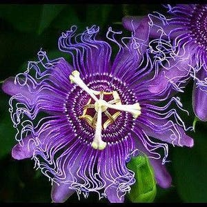 Hardy PURPLE PASSION FLOWER Vine Passiflora Incarnata Climbing Vine 5 Seeds image 5