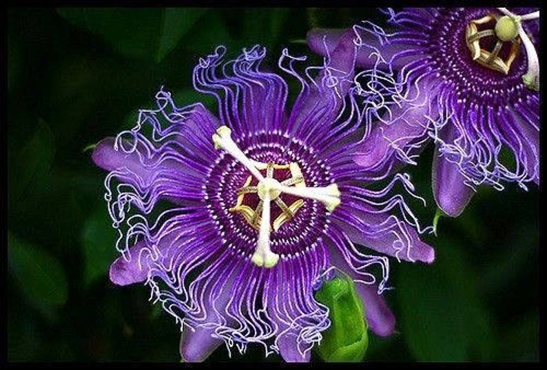 Hardy PURPLE PASSION FLOWER Vine Passiflora Incarnata Climbing Vine 5 Seeds image 5