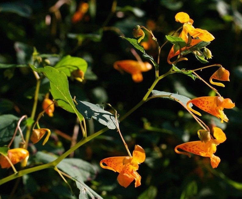 TOUCH ME NOT Jewelweed Impatiens Capensis Popping Orange Red Etsy