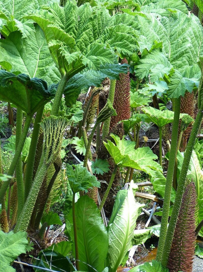 GUNNERA MANICATA Generous Massive Huge Gigantic Hardy Rhubarb Exotic, 15 Seeds image 5