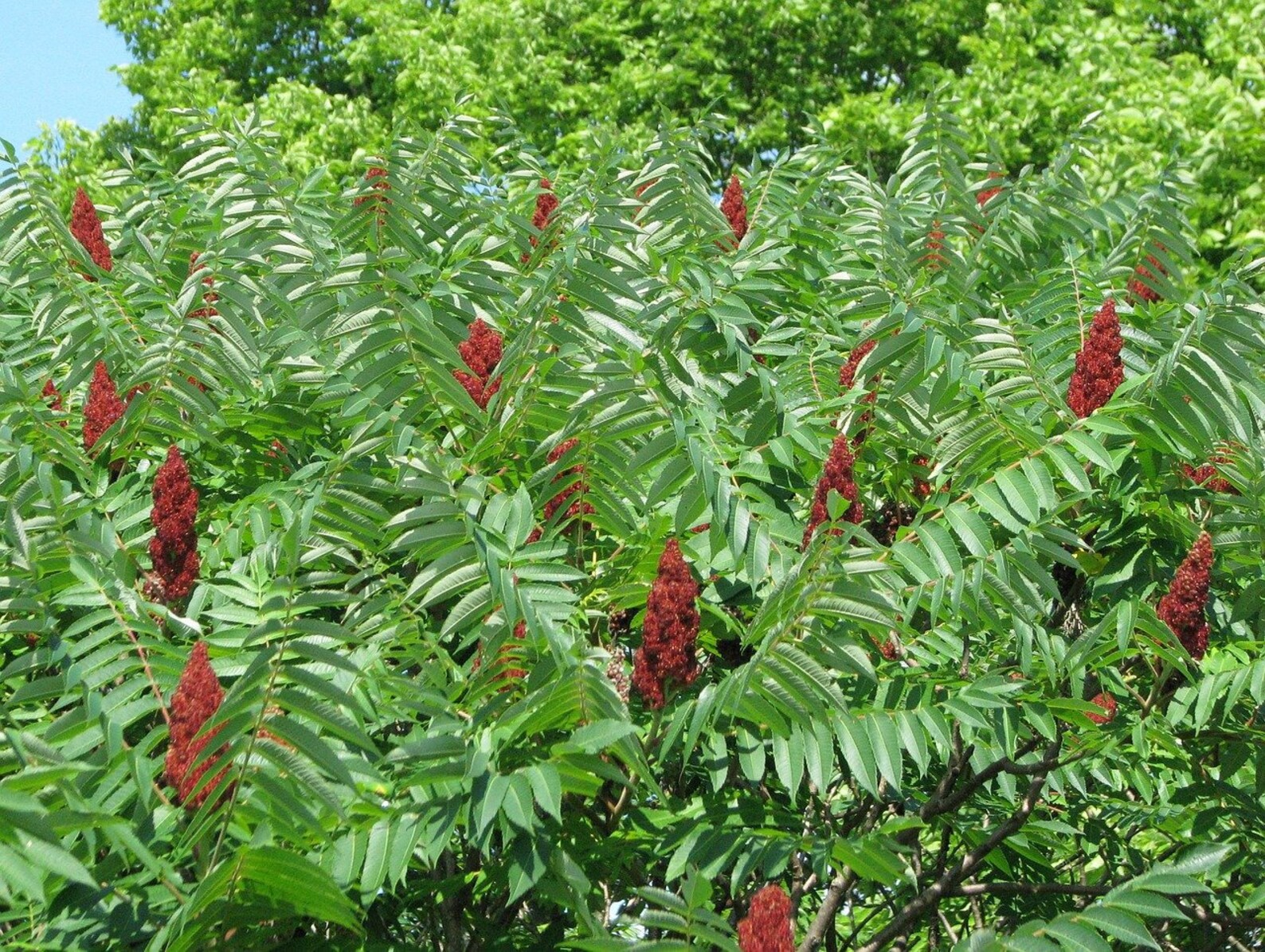 SUMAC Sumach Ornamental Shrub Tree 5 Seeds Etsy