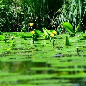DWARF YELLOW Water Lily Nuphar Lutea Pumila Waterlily Pond 5 Seeds image 2
