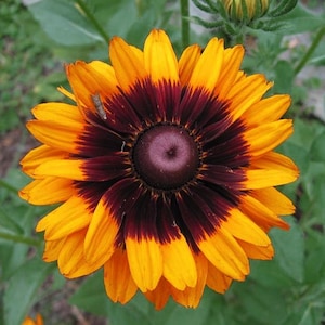 RUDBECKIA 'AUTUMN COLORS' Hirta Daisy Hardy Perennial, 50 Seeds