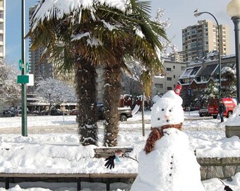 WINDMILL PALM Hardy Trachycarpus fortunei Zone 6! 50 Rare Seeds