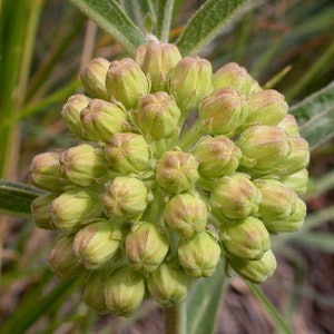 SHORT GREEN MILKWEED Rare Asclepias Viridiflora Monarch Butterflies 5 Rare Seeds image 1