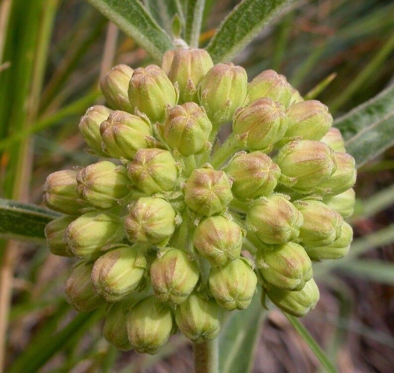 SHORT GREEN MILKWEED Rare Asclepias Viridiflora Monarch Butterflies 5 Rare Seeds image 1