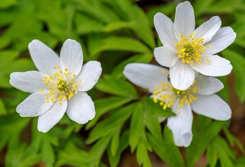 WOOD ANEMONE CANADA Canadensis Canadian Wildflower Wild Etsy